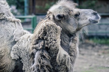 Hayvanat bahçesinde ahırda büyük önemli kahverengi tüylü iki kambur deve