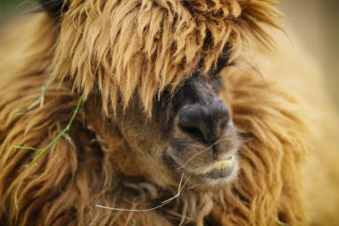 Hayvanat bahçesinde durakta küçük sevimli utangaç kabarık kıvırcık Alpaka