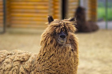 Hayvanat bahçesinde durakta küçük sevimli utangaç kabarık kıvırcık Alpaka
