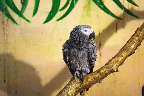 Szara Mała Papuga Gałęzi Klatce Zoo — Zdjęcie stockowe