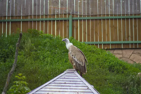 Buitre Gris Grande Una Rama Una Jaula Zoológico — Foto de Stock