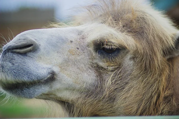 Hayvanat Bahçesinde Ahırda Büyük Önemli Kahverengi Tüylü Iki Kambur Deve — Stok fotoğraf