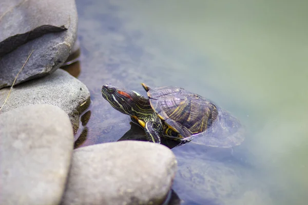 Watervogels Schildpad Aan Oever Van Vijver Dierentuin — Stockfoto