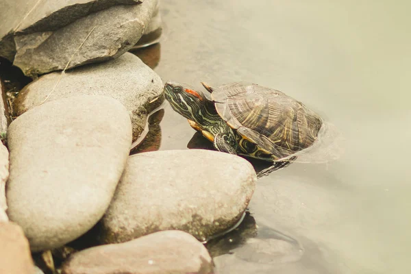 Watervogels Schildpad Aan Oever Van Vijver Dierentuin — Stockfoto