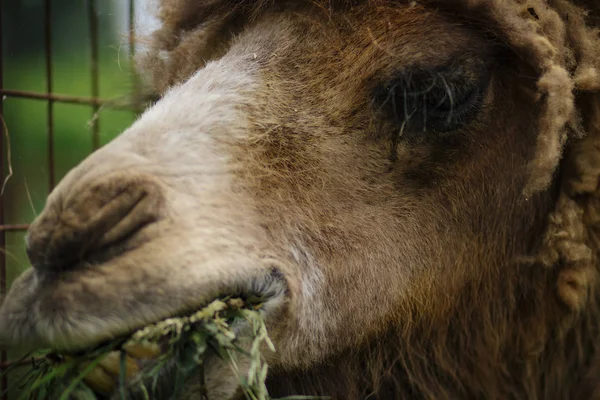 Hayvanat Bahçesinde Ahırda Büyük Önemli Kahverengi Tüylü Iki Kambur Deve — Stok fotoğraf