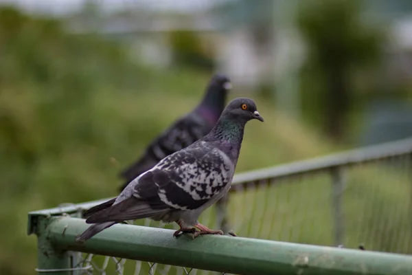 Bon Pigeon Bleu Sur Une Branche Dans Une Cage Dans — Photo