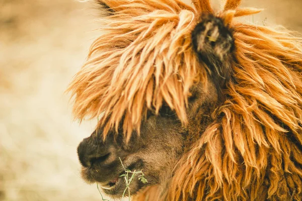 Hayvanat Bahçesinde Durakta Küçük Sevimli Utangaç Kabarık Kıvırcık Alpaka — Stok fotoğraf
