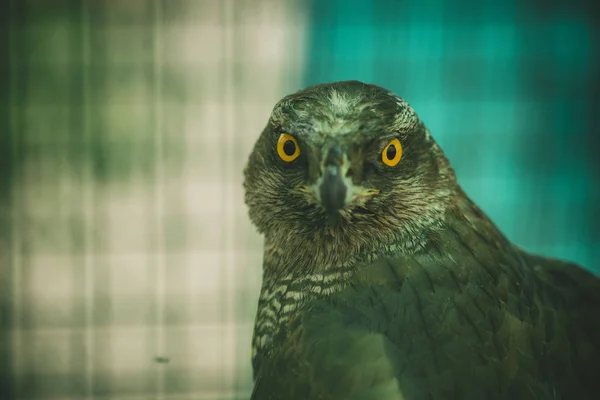 Grande Falco Predatore Ramo Una Gabbia Dello Zoo — Foto Stock