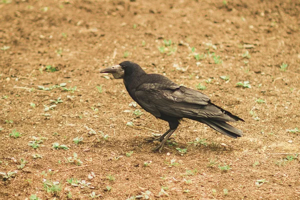 Bon Pigeon Bleu Sur Une Branche Dans Une Cage Dans — Photo