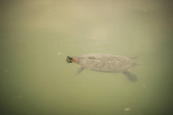 Watervogels Schildpad Aan Oever Van Vijver Dierentuin — Stockfoto