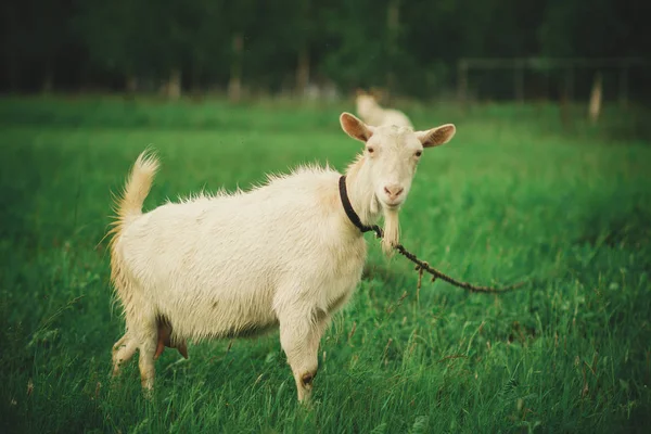 Home White Goat Łące Wiosną Pastwiskach Terenie — Zdjęcie stockowe