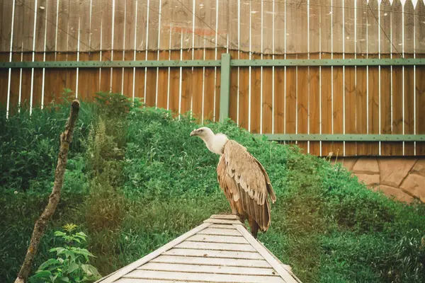 Buitre Gris Grande Una Rama Una Jaula Zoológico — Foto de Stock