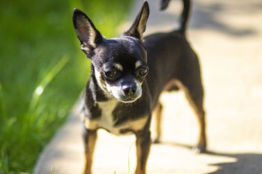 Ülkede yaz bahçesinde küçük neşeli neşeli eğlenceli köpek pet
