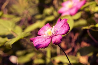 Yaz bahçesinde bir çiçek yatağında Mor kır çiçekleri