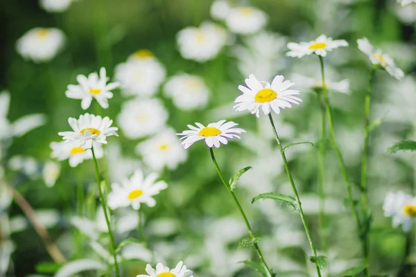 White Wildflowers Flower Bed Summer Garden — 스톡 사진