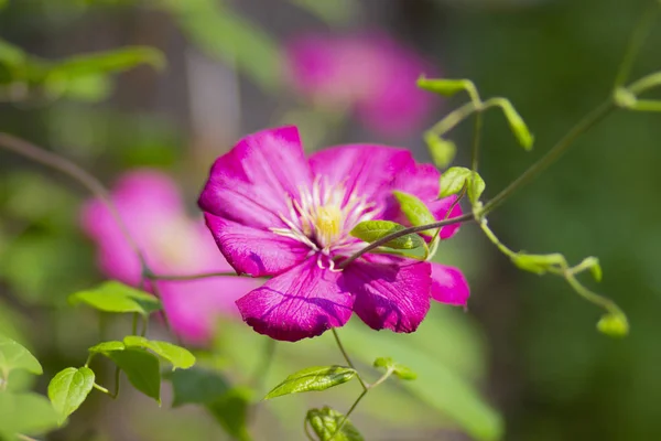 Фіолетові Дикі Квіти Клумбі Літньому Саду — стокове фото