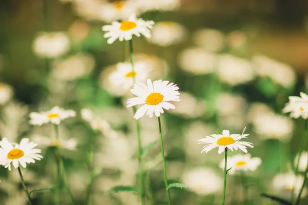 White Wildflowers Flower Bed Summer Garden — 스톡 사진