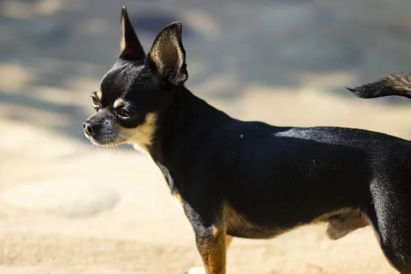 Ülkede Yaz Bahçesinde Küçük Neşeli Neşeli Eğlenceli Köpek Pet — Stok fotoğraf