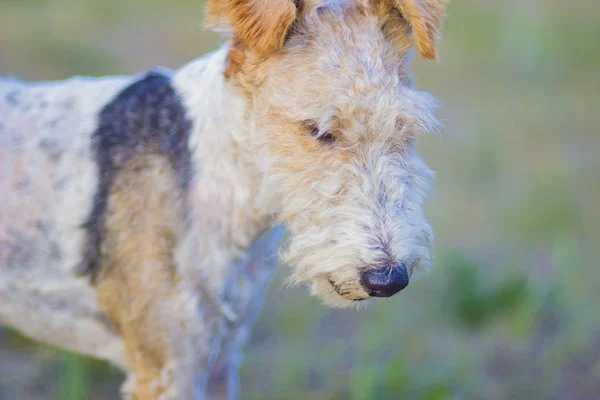 Ülkede Yaz Bahçesinde Küçük Neşeli Neşeli Eğlenceli Köpek Pet — Stok fotoğraf