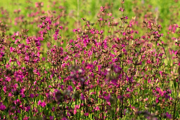 Fleurs Sauvages Violettes Dans Lit Fleurs Dans Jardin Été — Photo
