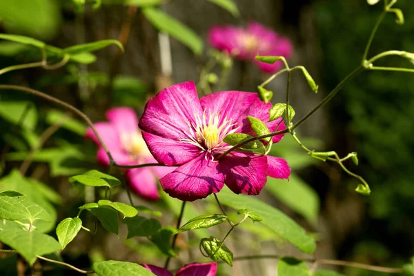 Фіолетові Дикі Квіти Клумбі Літньому Саду — стокове фото
