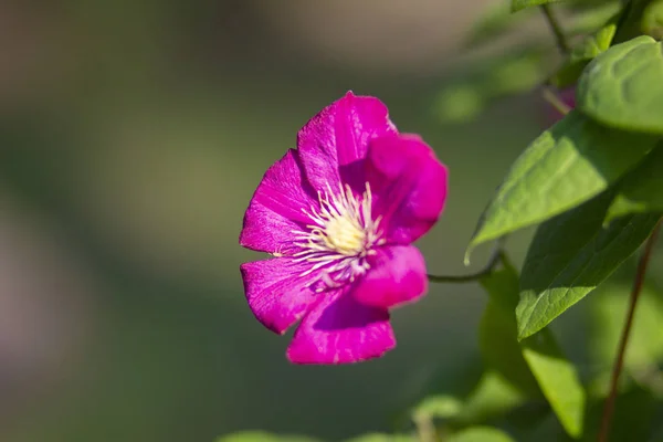 夏季花园花坛上的紫色野花 — 图库照片