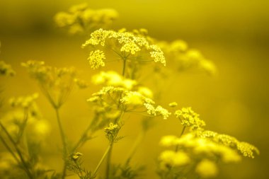 Rusya 'da yazın tarlada sarı kokulu çiçekler