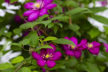 Yaz bahçesinde çalılar bir dalı üzerinde kırmızı çiçekler gül