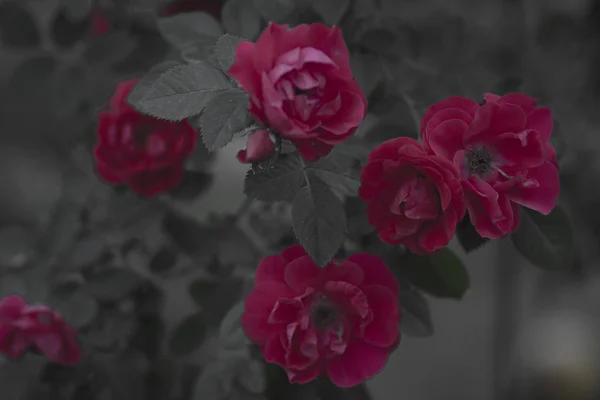 Rote Blumen Rosen Auf Einem Zweig Den Sträuchern Sommergarten — Stockfoto