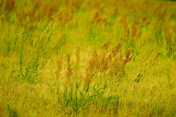 Gelbe Duftende Blumen Auf Dem Feld Sommer Russland — Stockfoto