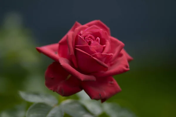 Fleurs Rouges Roses Sur Une Branche Dans Les Buissons Dans — Photo