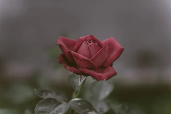 Fleurs Rouges Roses Sur Une Branche Dans Les Buissons Dans — Photo