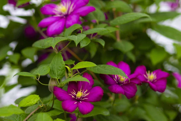 Flores Rojas Rosas Una Rama Los Arbustos Jardín Verano — Foto de Stock