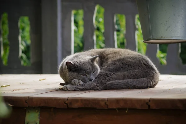 Big gray house cat resting on a well with water in the village in the summer in Russia