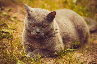 Büyük önemli gri kedi yaz aylarında bahçede çim üzerinde istirahat