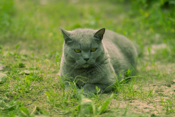 夏に庭の芝生の上で休む大きな重要な灰色の猫 — ストック写真