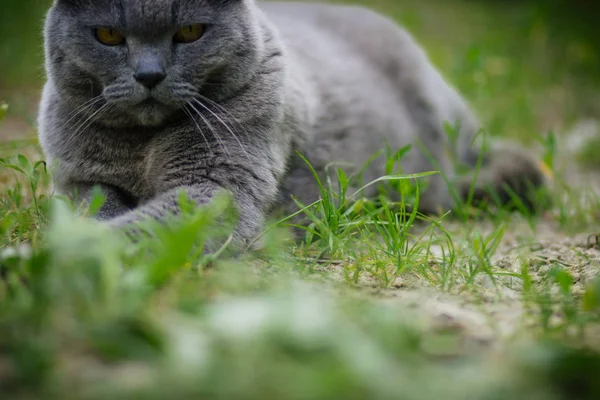 夏に庭の芝生の上で休む大きな重要な灰色の猫 — ストック写真