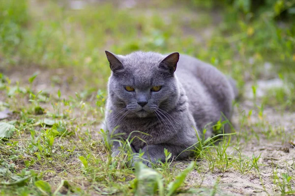 夏に庭の芝生の上で休む大きな重要な灰色の猫 — ストック写真