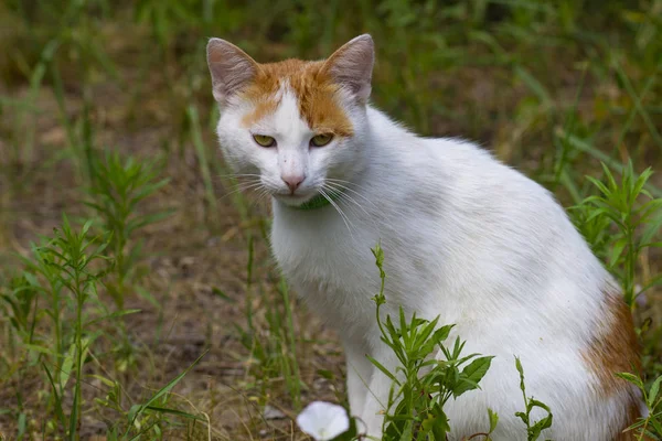 Grande Gato Branco Importante Com Manchas Vermelhas Descansando Gramado Jardim — Fotografia de Stock