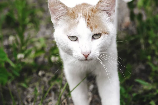 Grande Gato Branco Importante Com Manchas Vermelhas Descansando Gramado Jardim — Fotografia de Stock