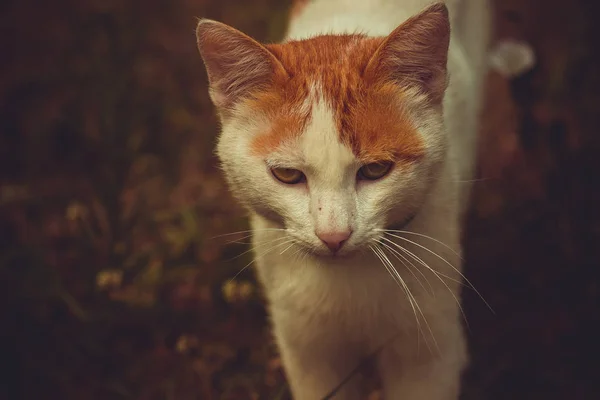 Grande Gato Branco Importante Com Manchas Vermelhas Descansando Gramado Jardim — Fotografia de Stock