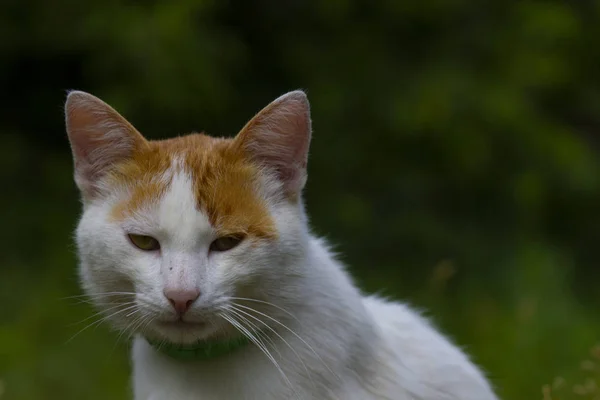 夏の庭の芝生の上に赤い斑点を持つ大きな重要な白猫 — ストック写真