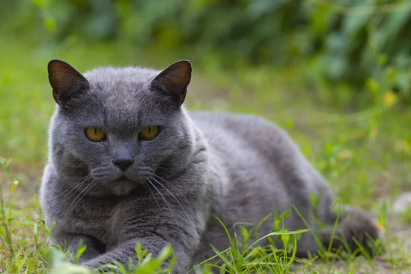 夏に庭の芝生の上で休む大きな重要な灰色の猫 — ストック写真