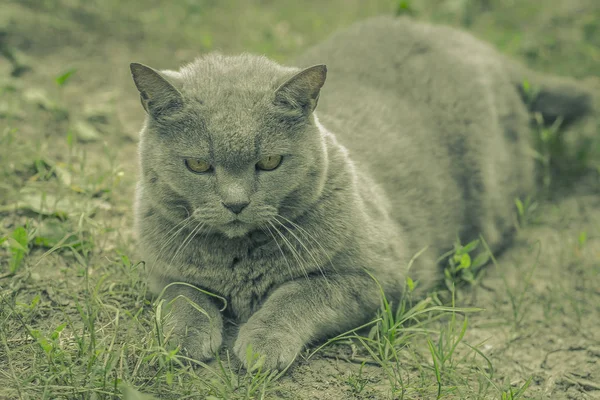 Μεγάλη Σημαντική Γκρίζα Γάτα Που Αναπαύεται Στο Γκαζόν Στον Κήπο — Φωτογραφία Αρχείου