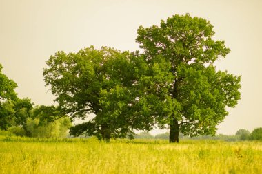 Rusya'da yaz aylarında açık alanda Yeşil büyük güçlü meşe