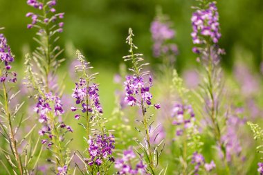 Yaz aylarında Rus alanında Ivan-çay Mor kokulu çiçek