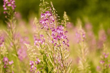Yaz aylarında Rus alanında Ivan-çay Mor kokulu çiçek