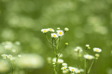 Yaz aylarında yeşil bir bahçede çim üzerinde kokulu beyaz Papatya çiçek