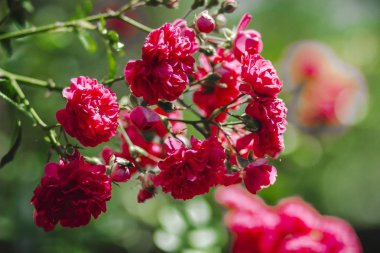 Yaz aylarında yeşil bir bahçede çim üzerinde kokulu kırmızı gül çiçeği