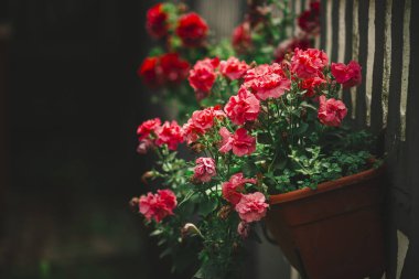 Yaz aylarında yeşil bahçede tencerede bir tencerede kırmızı kokulu çiçek sardunya